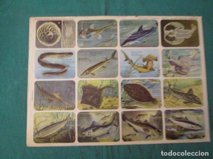 Colecionismo Cromos antigos: LAMINA HEMMA BELGICA SERIE 39/20