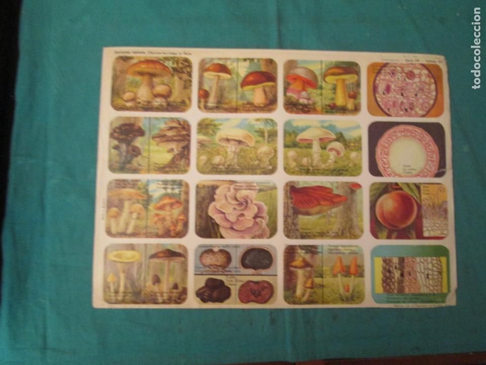 Colecionismo Cromos antigos: LAMINA HEMMA BELGICA SERIE 39/33