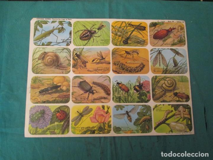 Colecionismo Cromos antigos: LAMINA HEMMA BELGICA SERIE 39/35