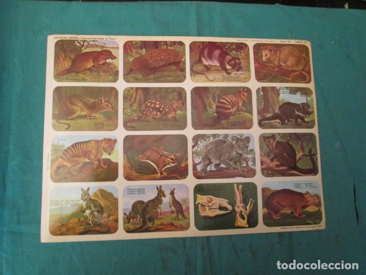 Colecionismo Cromos antigos: LAMINA HEMMA BELGICA SERIE 39/41