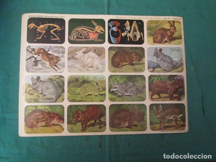 Colecionismo Cromos antigos: LAMINA HEMMA BELGICA SERIE 39/47