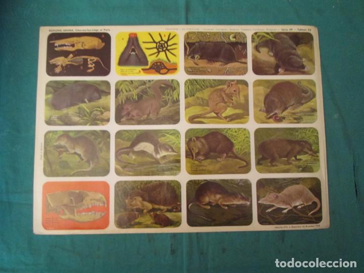 Colecionismo Cromos antigos: LAMINA HEMMA BELGICA SERIE 39/52