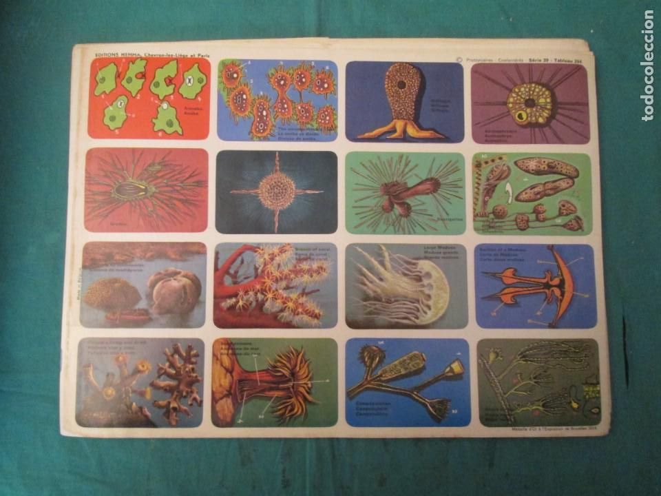 Colecionismo Cromos antigos: LAMINA HEMMA BELGICA SERIE 39/284