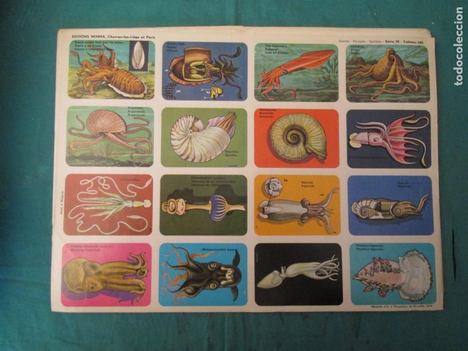 Collectionnisme Cartes &agrave; collectionner anciennes: LAMINA HEMMA BELGICA SERIE 39/286