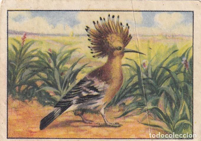 Coleccionismo Cromos antiguos: Primer Album Gallina Blanca Serie 8 Pajarillos que anidan en nuestro huerto - N&uacute;m 11 Abubilla (Pupul