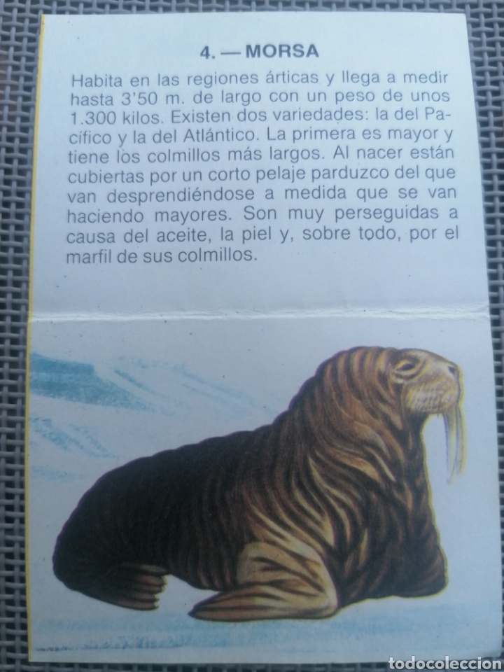 Coleccionismo cromos antiguos: CROMO ZOOBIMBO N&Uacute;MERO 4 - Foto 2