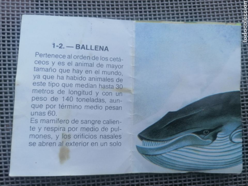 Coleccionismo cromos antiguos: CROMO ZOOBIMBO N&Uacute;MERO 1 - Foto 2