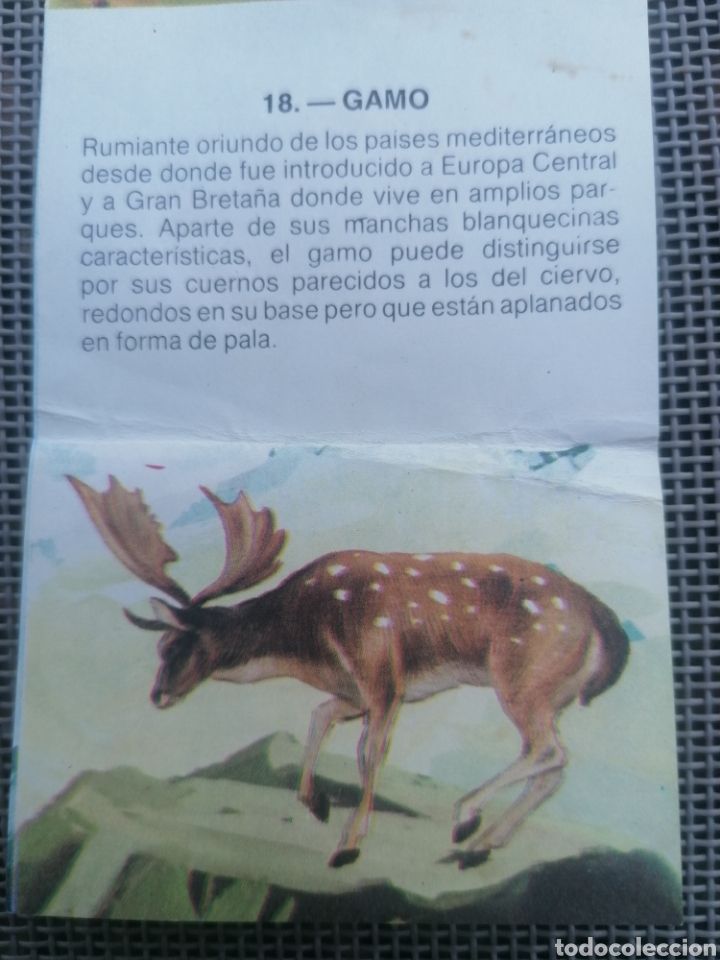 Coleccionismo cromos antiguos: CROMO ZOOBIMBO N&Uacute;MERO 18 - Foto 2
