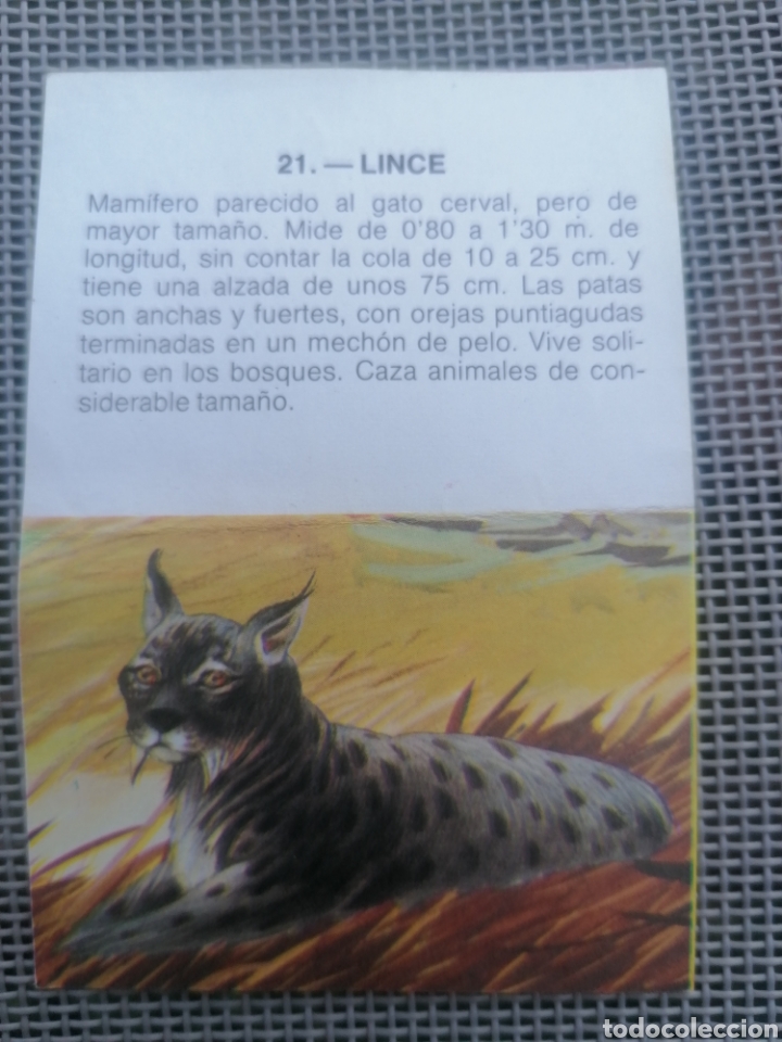 Coleccionismo cromos antiguos: CROMO ZOOBIMBO N&Uacute;MERO 21 - Foto 2