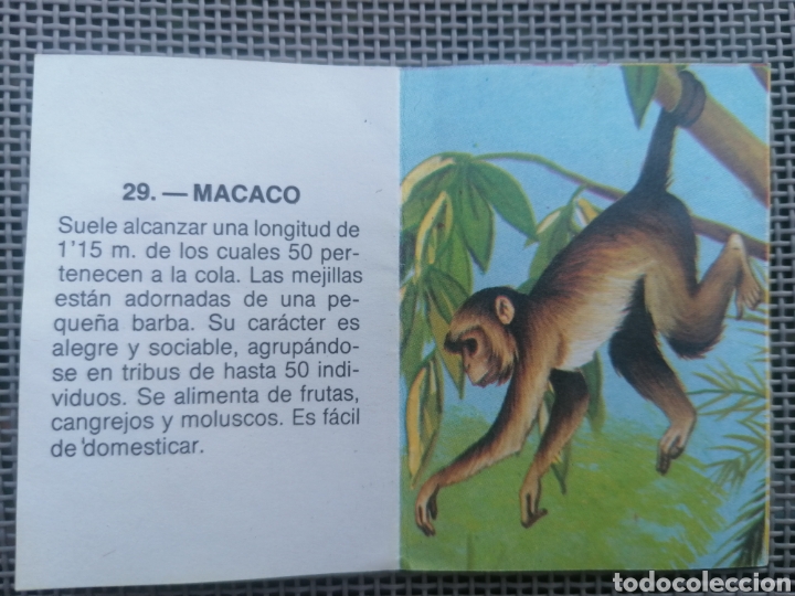 Coleccionismo cromos antiguos: CROMO ZOOBIMBO N&Uacute;MERO 29 - Foto 2