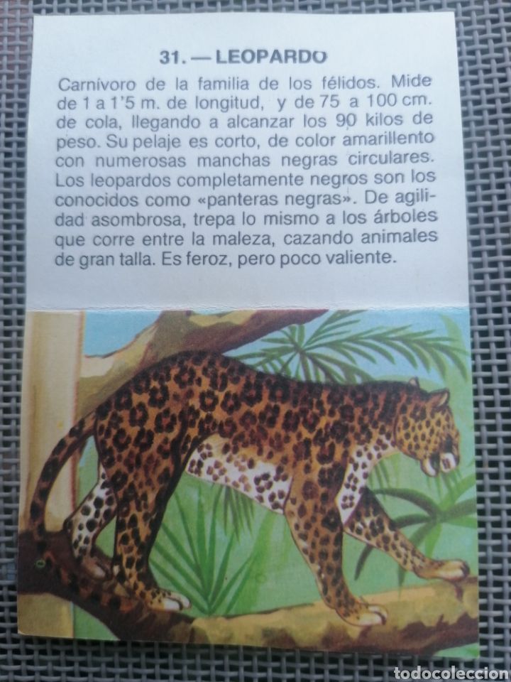 Coleccionismo cromos antiguos: CROMO ZOOBIMBO N&Uacute;MERO 31 - Foto 2