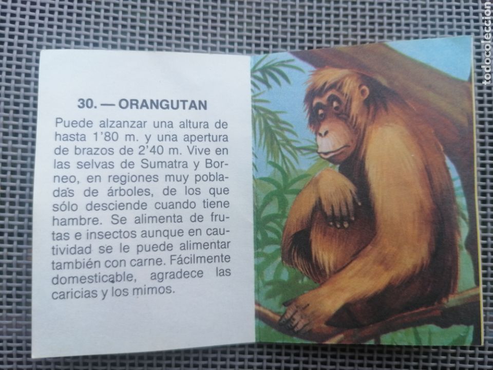 Coleccionismo cromos antiguos: CROMO ZOOBIMBO N&Uacute;MERO 30 - Foto 2