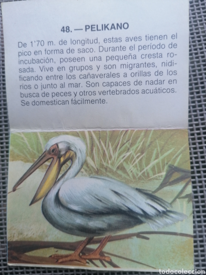 Coleccionismo cromos antiguos: CROMO ZOOBIMBO N&Uacute;MERO 48 - Foto 2