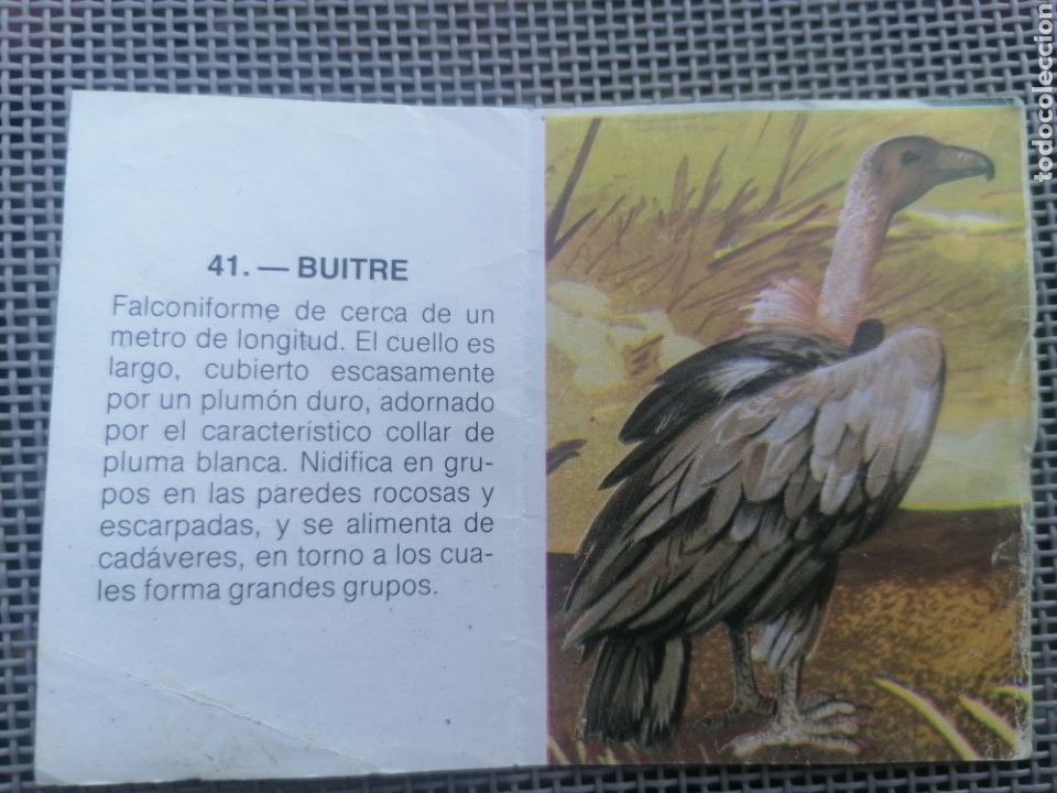 Coleccionismo cromos antiguos: CROMO ZOOBIMBO N&Uacute;MERO 41 - Foto 2