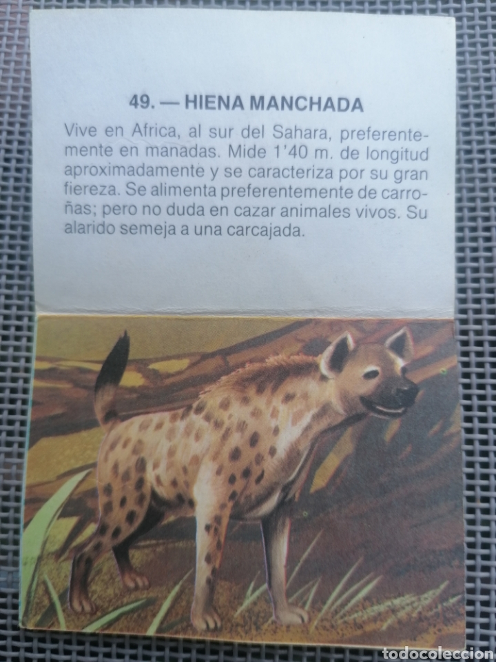 Coleccionismo cromos antiguos: CROMO ZOOBIMBO N&Uacute;MERO 49 - Foto 2