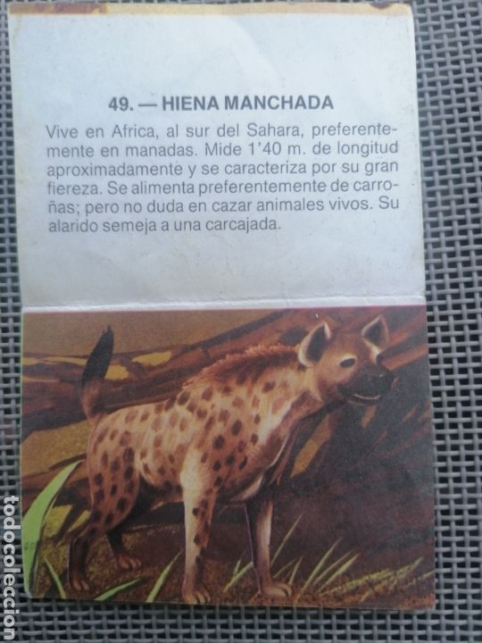 Coleccionismo cromos antiguos: CROMO ZOOBIMBO N&Uacute;MERO 49 - Foto 2