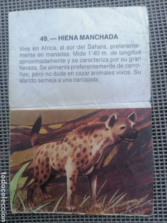 Coleccionismo cromos antiguos: CROMO ZOOBIMBO N&Uacute;MERO 49 - Foto 2