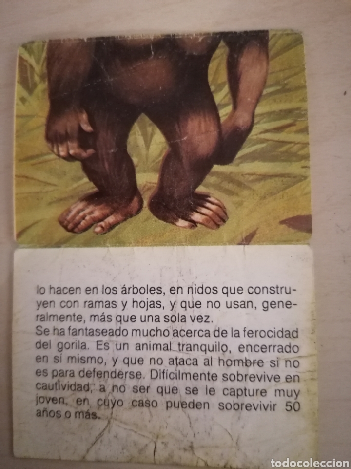 Coleccionismo cromos antiguos: CROMO ZOOBIMBO N&Uacute;MERO 55 - Foto 2