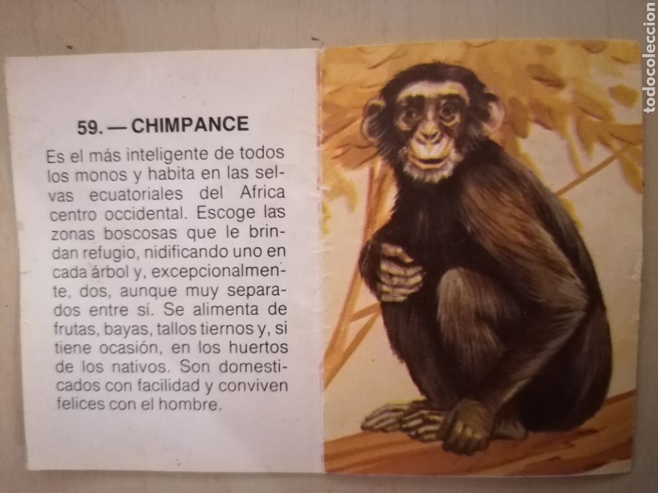 Coleccionismo cromos antiguos: CROMO ZOOBIMBO N&Uacute;MERO 59 - Foto 2