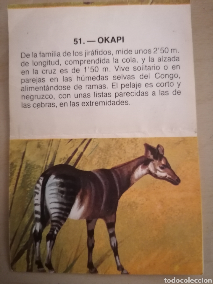 Coleccionismo cromos antiguos: CROMO ZOOBIMBO N&Uacute;MERO 51 - Foto 2