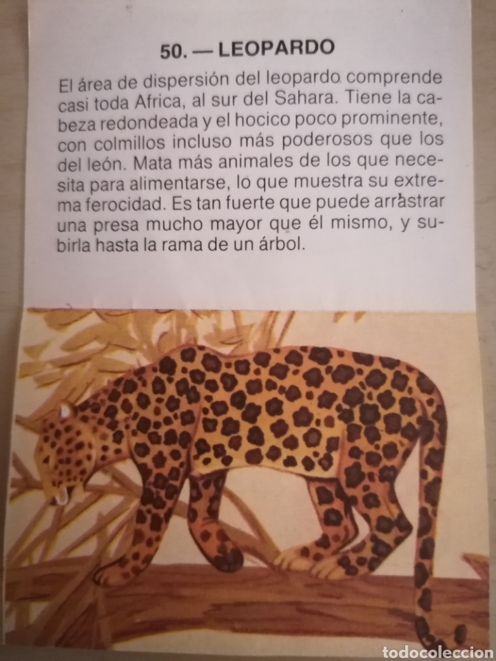 Coleccionismo cromos antiguos: CROMO ZOOBIMBO N&Uacute;MERO 50 - Foto 2