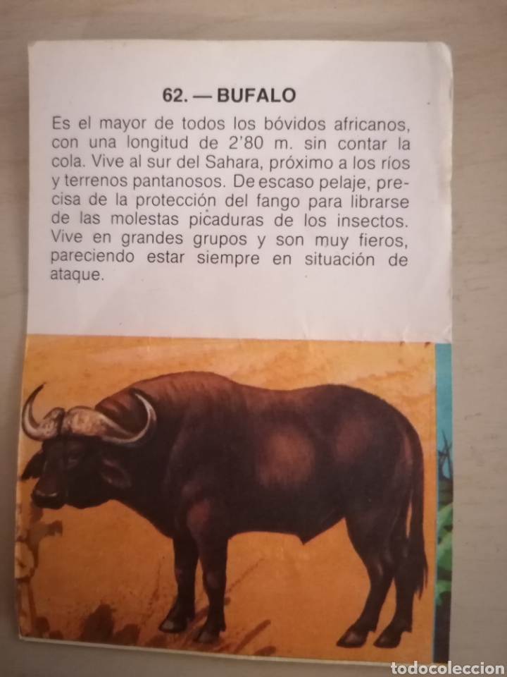 Coleccionismo cromos antiguos: CROMO ZOOBIMBO N&Uacute;MERO 62 - Foto 2