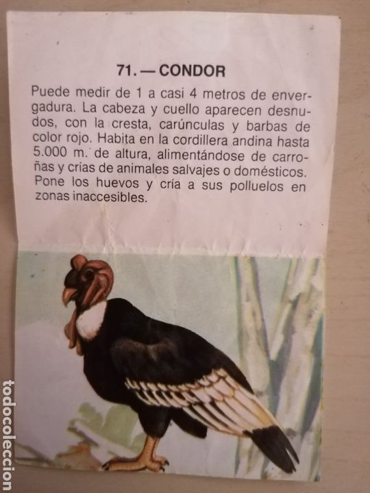 Coleccionismo cromos antiguos: CROMO ZOOBIMBO N&Uacute;MERO 71 - Foto 2