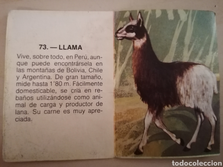 Coleccionismo cromos antiguos: CROMO ZOOBIMBO N&Uacute;MERO 73 - Foto 2