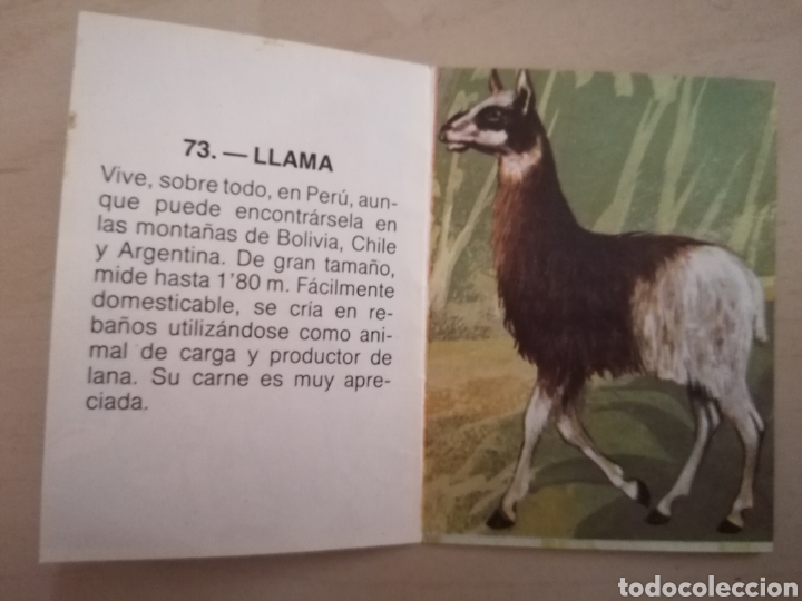 Coleccionismo cromos antiguos: CROMO ZOOBIMBO N&Uacute;MERO 73 - Foto 2