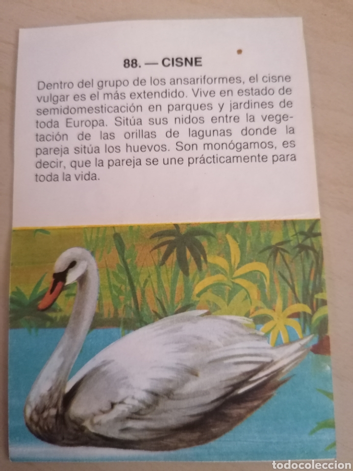 Coleccionismo cromos antiguos: CROMO ZOOBIMBO N&Uacute;MERO 88 - Foto 2