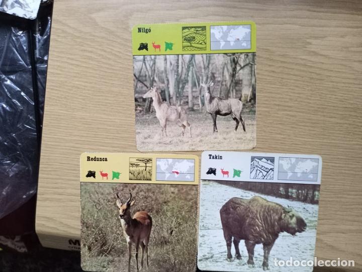 Coleccionismo cromos antiguos: FICHAS ANIMALES -- NILGO - REDUNCA - TAKIN - Foto 1