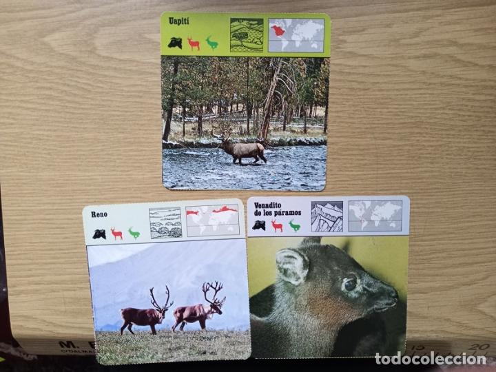 Coleccionismo cromos antiguos: FICHAS ANIMALES --- UAPITI - RENO - VENADITO DE LOS PARAMOS - Foto 1
