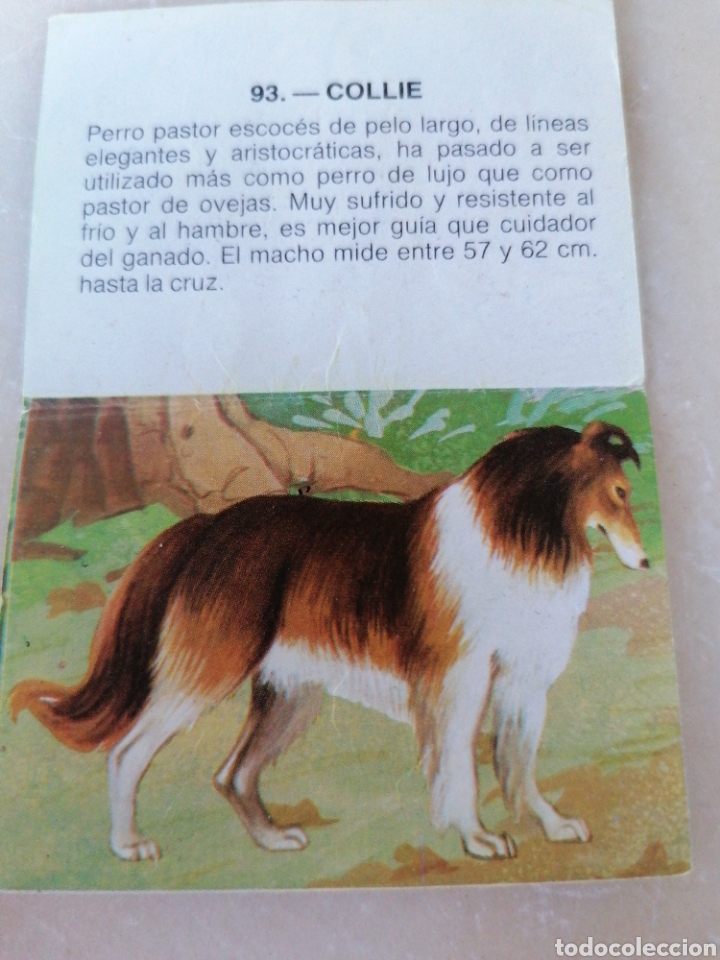 Coleccionismo cromos antiguos: CROMO ZOOBIMBO N&Uacute;MERO 93 - Foto 2