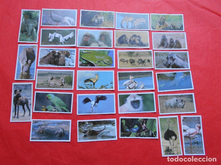 Coleccionismo cromos antiguos: LOTE CROMOS ANIMALES - Foto 1