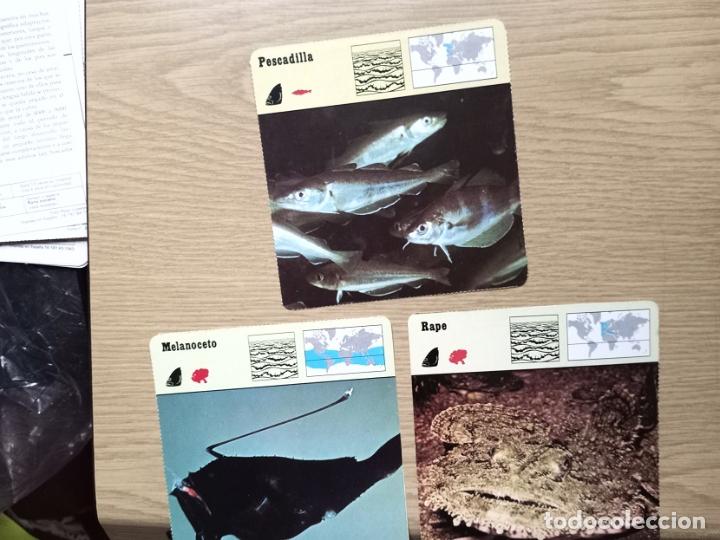 Coleccionismo cromos antiguos: FICHAS ANIMALES -- PESCADILLA - MELANOCETO - RAPE - Foto 1