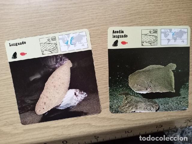 Coleccionismo cromos antiguos: FICHAS ANIMALES -- LENGUADO - ACEDIA LENGUADO - Foto 1