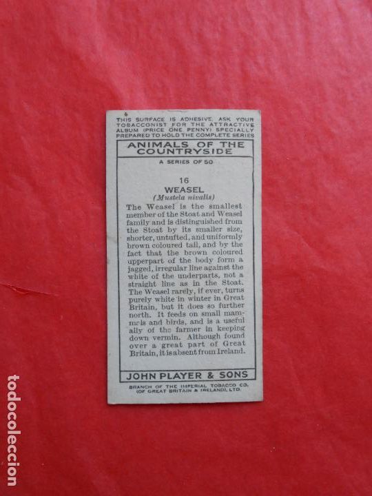 Coleccionismo cromos antiguos: LOTE CROMOS DE ANIMALES INGLES - Foto 2