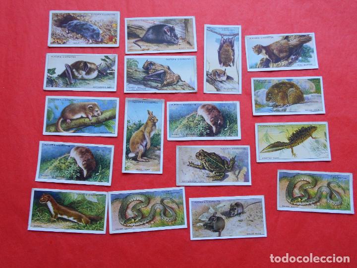Coleccionismo cromos antiguos: LOTE CROMOS DE ANIMALES INGLES - Foto 1