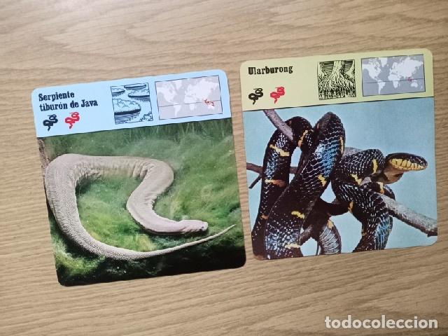Coleccionismo cromos antiguos: FICHAS ANIMALES -- SERPIENTE TIBURON DE JAVA - ULARBURONG - Foto 1