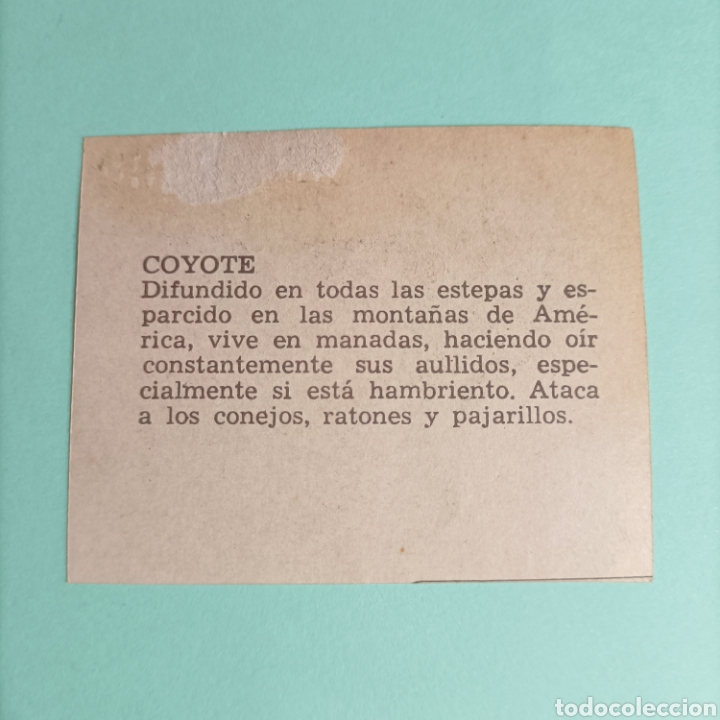 Coleccionismo cromos antiguos: (PDX.3.3) CROMO. Despegado. COYOTE - Foto 2