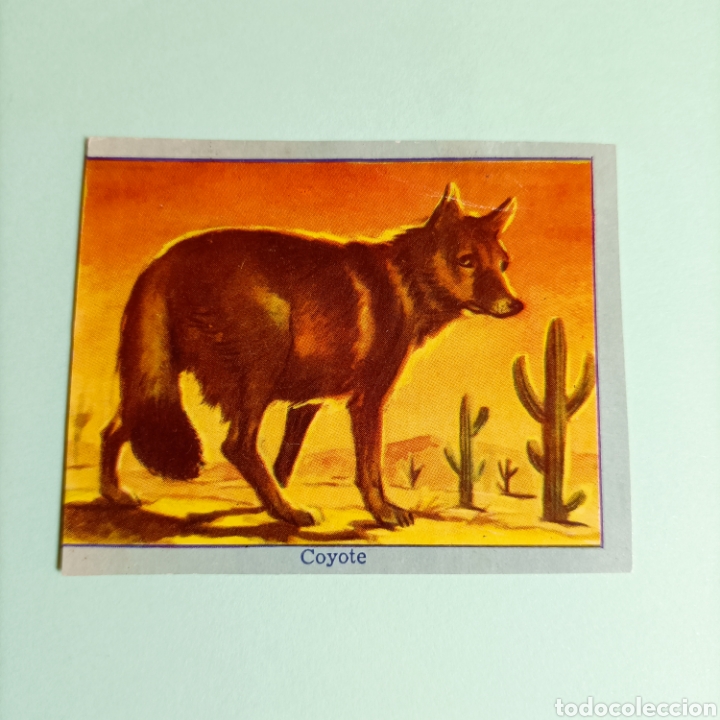 Coleccionismo cromos antiguos: (PDX.3.3) CROMO. Despegado. COYOTE - Foto 1