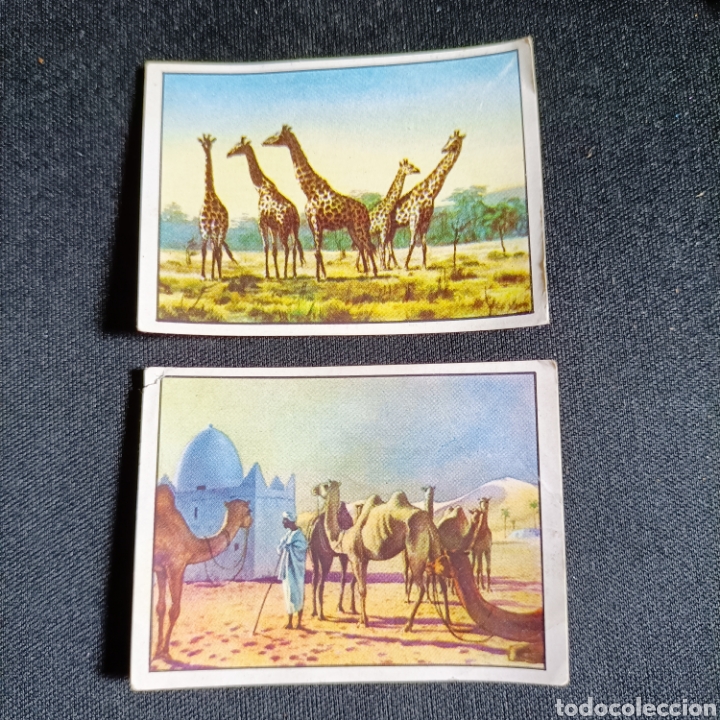 Collectionnisme Cartes &agrave; collectionner anciennes: (c-66) 2 CROMOS BATANGA (nunca pegados). &Aacute;LBUM N&deg;1. A TRAVES DE AFRICA. SERIE I. N&deg; 6 y 10