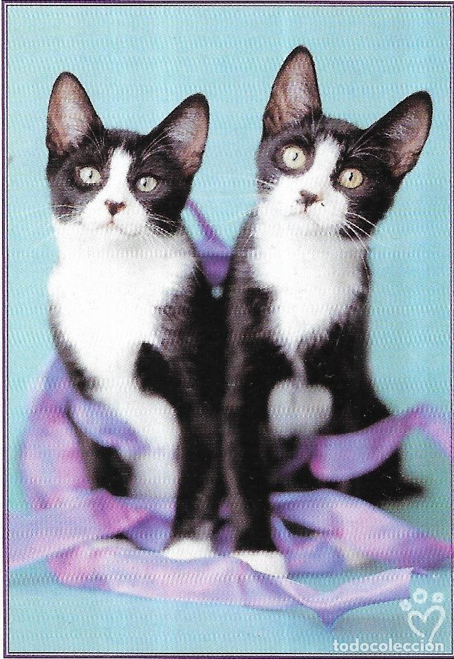 Collectionnisme Cartes &agrave; collectionner anciennes: *** VR126 - COLECCION ANIMALITOS AUN MAS DIVERTIDOS - PANINI - CROMO N&ordm; 23 - SIN PEGAR