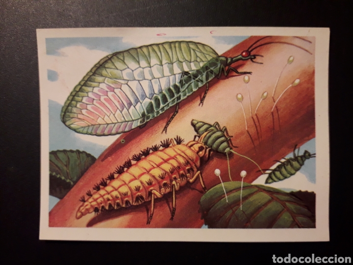 Collectable Antique Stickers: CRISOPA PANORAMA ZOOL&Oacute;GICO. RUIZ ROMERO 1973 N&deg; 46 DESPEGADO PEDIDO M&Iacute;NIMO 3&euro;