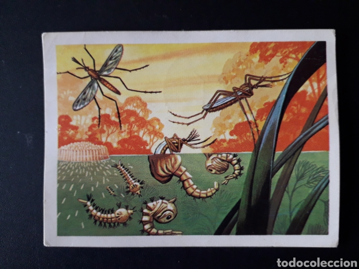 Collectable Antique Stickers: MOSQUITO AN&Oacute;FELES PANORAMA ZOOL&Oacute;GICO. RUIZ ROMERO 1973 N&deg; 59 DESPEGADO PEDIDO M&Iacute;NIMO 3&euro;