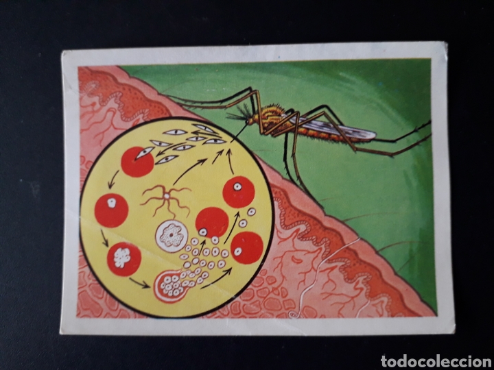 Collectable Antique Stickers: CICLO DEL PALULISMO PANORAMA ZOOL&Oacute;GICO. RUIZ ROMERO 1973 N&deg; 60 DESPEGADO PEDIDO M&Iacute;NIMO 3&euro;