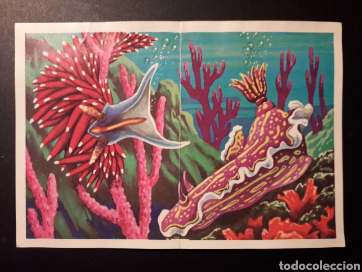 Collectable Antique Stickers: NUDIBRANQUIOS PANORAMA ZOOL&Oacute;GICO. RUIZ ROMERO 1973 N&deg; 29 Y 30 DESPEGADO PEDIDO M&Iacute;NIMO 3&euro;