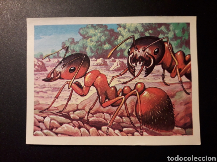 Collectable Antique Stickers: HORMIGAS DE FUEGO PANORAMA ZOOL&Oacute;GICO. RUIZ ROMERO 1973 N&deg; 78 DESPEGADO PEDIDO M&Iacute;NIMO 3&euro;