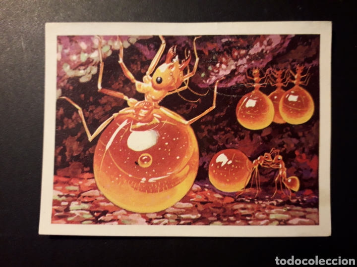 Collectable Antique Stickers: HORMIGA MIELERA PANORAMA ZOOL&Oacute;GICO. RUIZ ROMERO 1973 N&deg; 79 DESPEGADO PEDIDO M&Iacute;NIMO 3&euro;