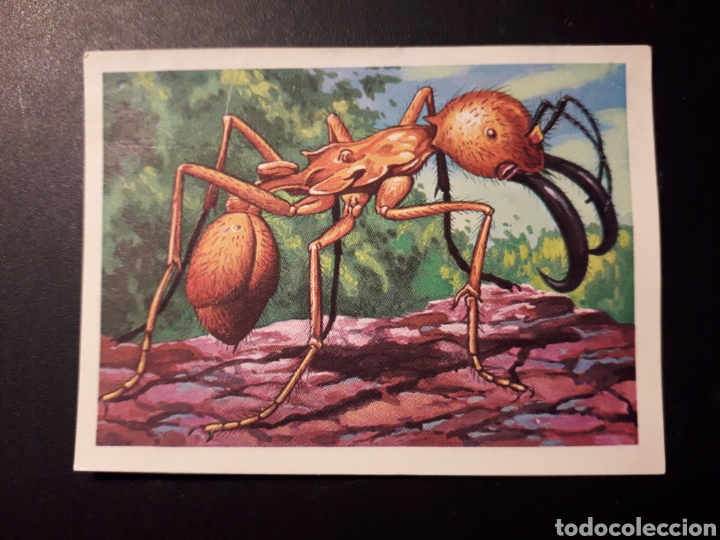 Collectable Antique Stickers: HORMIGA GUERRERA, MARABUNTA PANORAMA ZOOL&Oacute;GICO. RUIZ ROMERO 1973 N&deg; 80 DESPEGADO PEDIDO M&Iacute;NIMO 3&euro;